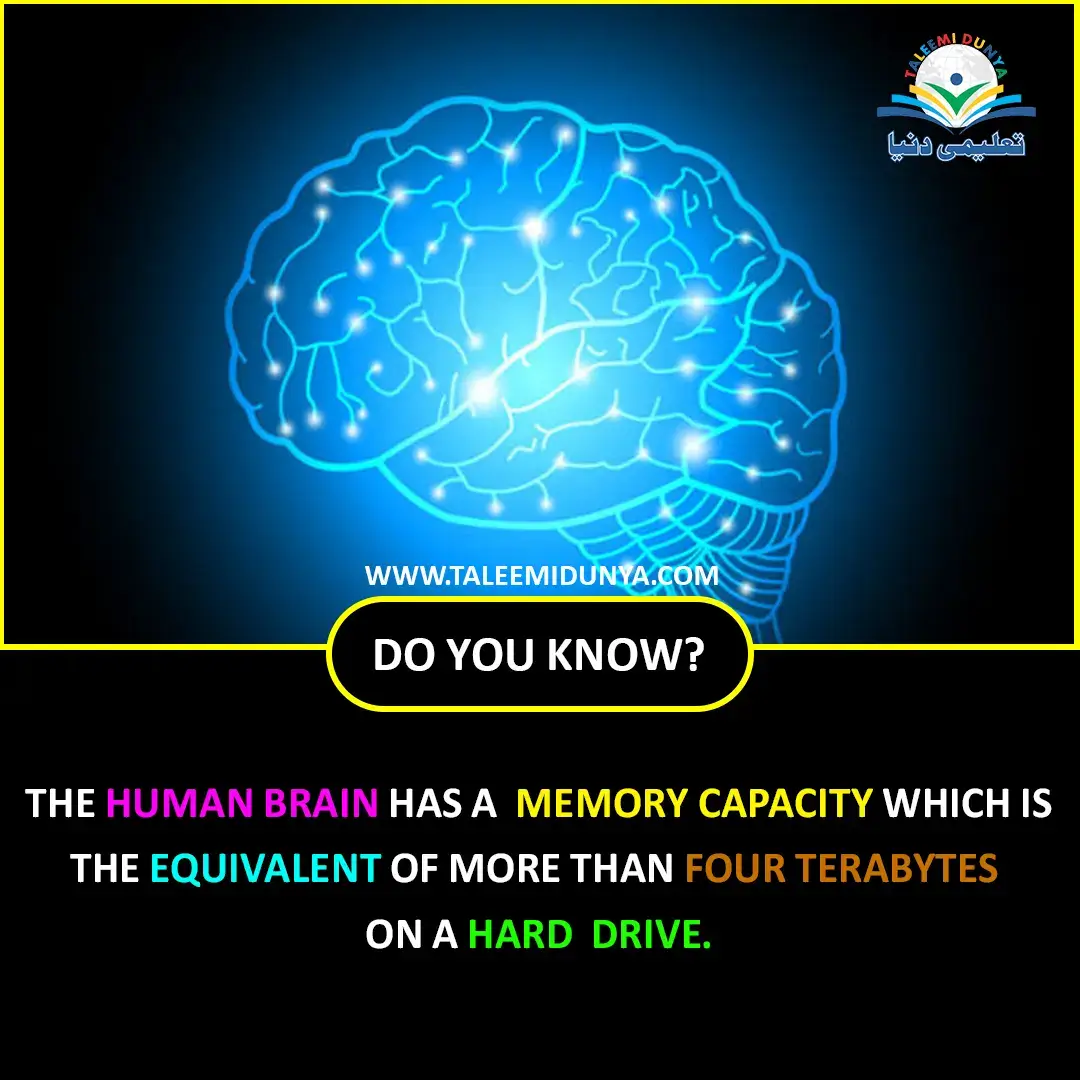 human brain images